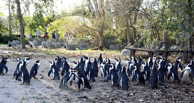 COP15 – Chance zur Wiederbelebung der Tierarten und des Ökosystems