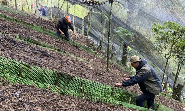 Entwicklung von Ginseng und Bewirtschaftung der Bewohner in Bergregion Lai Chau