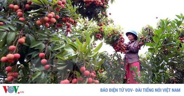 Vietnam becomes world’s second largest lychee exporter 