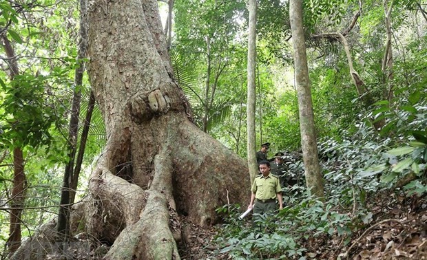 Forest covers 42.02% of Vietnam’s total area by end of 2021