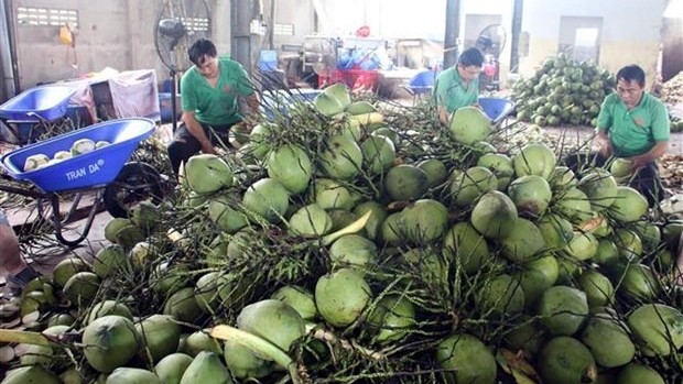 Coconut export forecast to hit 1 billion USD in 2024