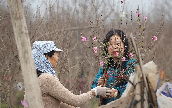 桃花和金桔园主抓紧时间为2021年春节做好准备