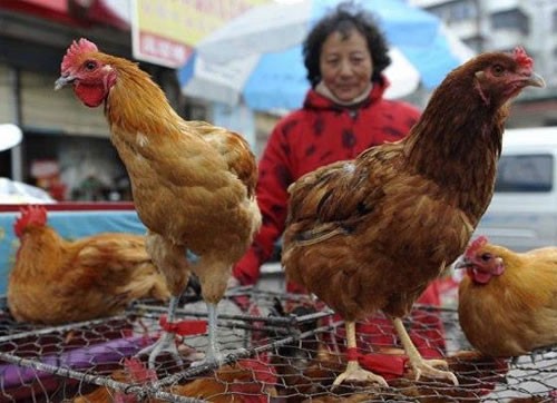 Noch kein Vogelgrippe-Virus H7N9 in Vietnam entdeckt