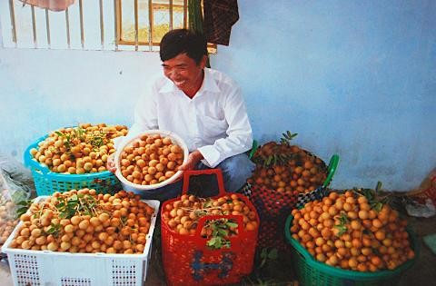 Longan-Anbau nach Modell VietGap