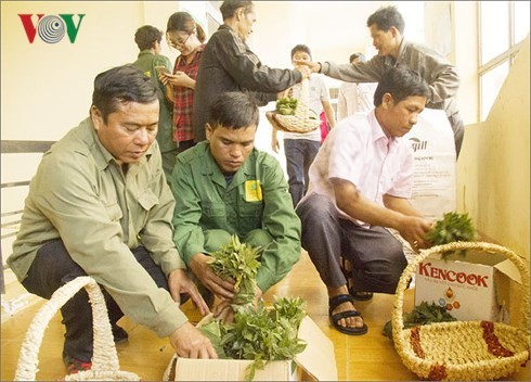 Kon Tum unterstützt Bürger mit 46.500 Setzlingen von Ginseng Ngoc Linh