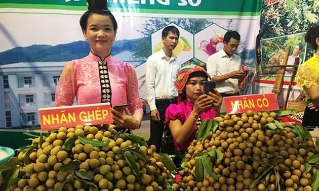 Festival von Song Ma-Longan und Ankündigung über den Export von Longan in diesem Jahr