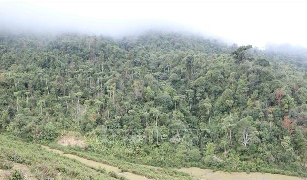 Erhaltung, Entwicklung sowie Erhöhung der Qualität der Naturwälder in Vietnam