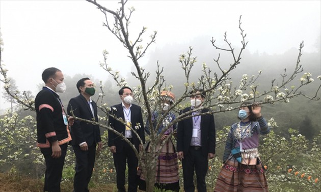 Pfirsichblüte-Festival in Si Ma Cai 