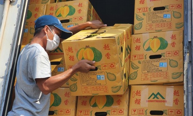 Bauern exportieren Durian nach China