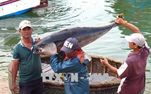 ຄວາມມານະພະຍາຍາມລົບລ້າງບັດເຫຼືອງຂອງ EC ສຳລັບສິນໃນນ້ຳ ຫວຽດນາມ