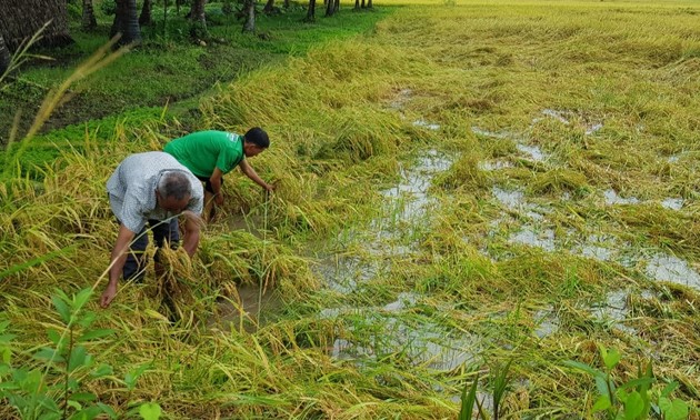 ປະ​ສິ​ທິ​ຜົນ​ການ​ປູກ​ເຂົ້າ​ໃນ​ທົ່ງ​ນາ​ຂະ​ໜາດ​ໃຫ່​ຍ​ຢູ່​ຕາ​ແສງ​ຝູ​ເກີນ, ແຂວງ​ຈ່າ​ວິງ