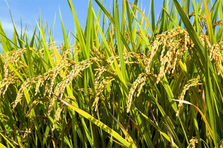 India y Vietnam desplazan a Tailandia como primer exportador de arroz