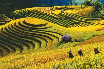 Mu Cang Chai y legendarias parcelas de arroz en terrazas