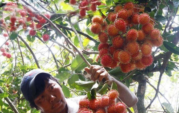 Vietnam exportará rambután a Nueva Zelanda