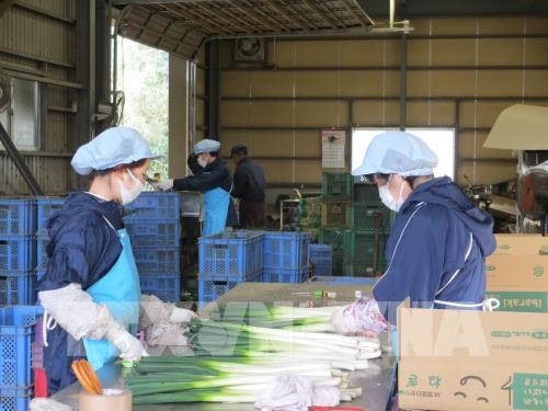 Vietnam se esfuerza para proteger la salud de sus aprendices en Japón