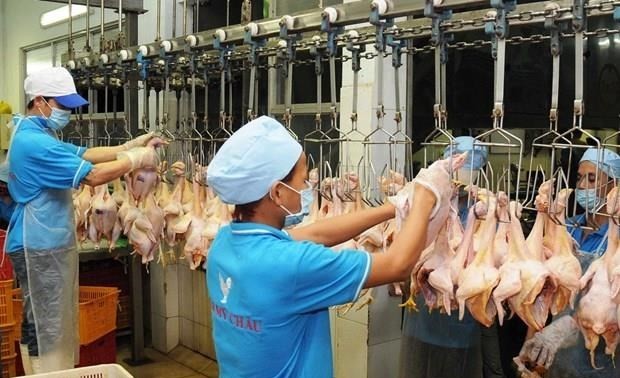 Vietnam exportará pollo procesado a Rusia