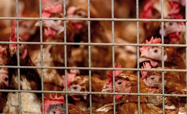 OMS advierte sobre la posibilidad de transmisión de cepa H5N8 de gripe aviar al ser humano