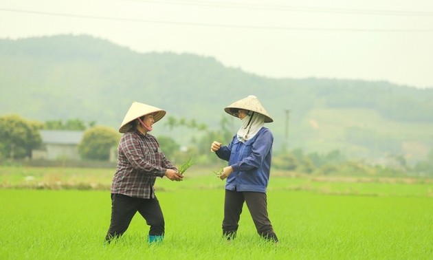 Los agricultores felices de Binh Khe