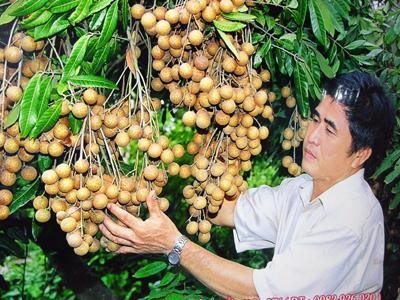 Agricultura, clave en la renovación vietnamita