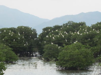 Recorrer bosques de manglares en Khanh Hoa