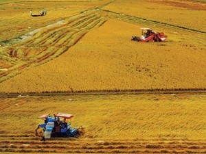 Éxitos del Modelo de cultivo extensivo de arroz en An Giang