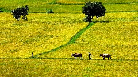 Diputados vietnamitas discuten borrador de ley de tierras (modificada)