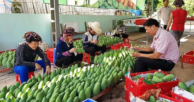 섬유, 야채 수출 폭발 증가