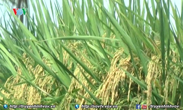 Singapour - un marché potentiel pour le riz vietnamien