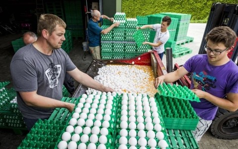 Oeufs contaminés: la Commission va convoquer les 12 pays touchés par la crise sanitaire