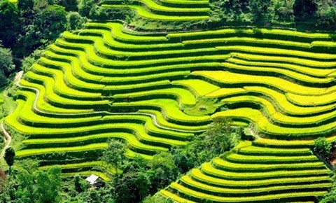 Les rizières en terrasse de Mu Cang Chai à l’honneur 