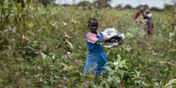 Somalie: l’invasion des criquets déclarée «urgence nationale» 