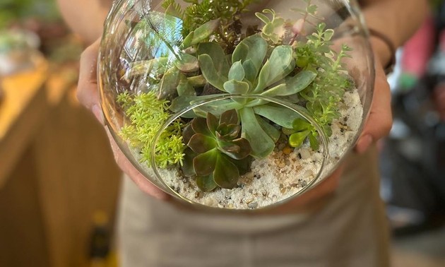 Le terrarium végétal enchante les jeunes