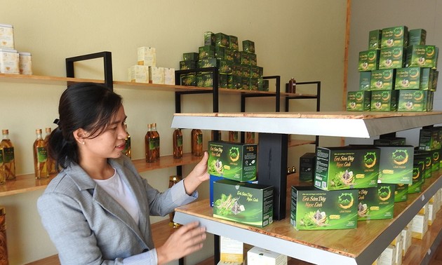 Hô Thi Kim Oanh et le thé au «ginseng du pauvre» de Ngoc Linh