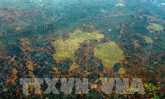 460 milliards de dollars par an pour protéger et restaurer les forêts