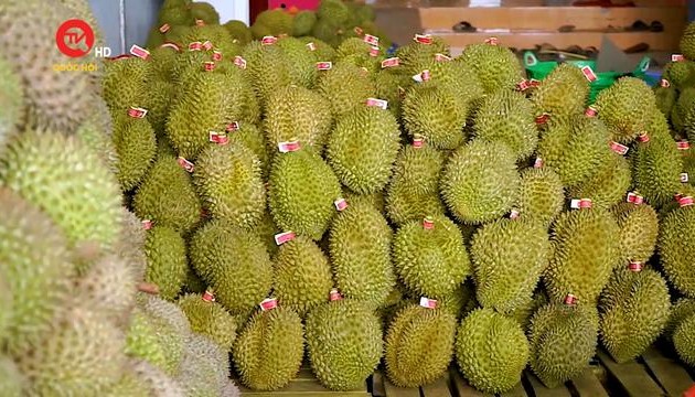 L’augmentation des exportations de durian vietnamien