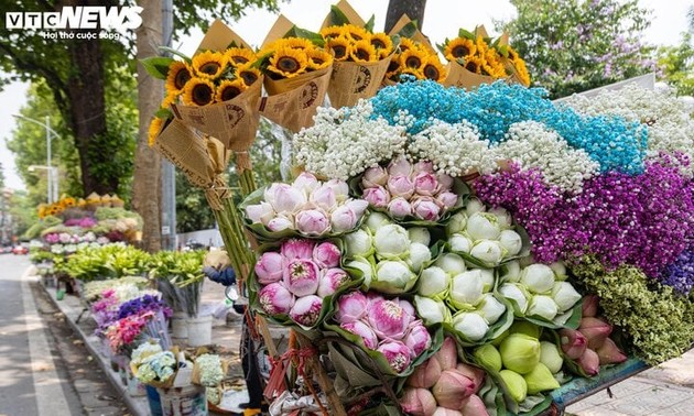 Le lotus, la fleur emblématique de Hanoï 