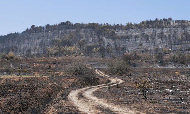Incendies de forêt dans l’Aude: 3.000 pompiers mobilisés contre les flammes