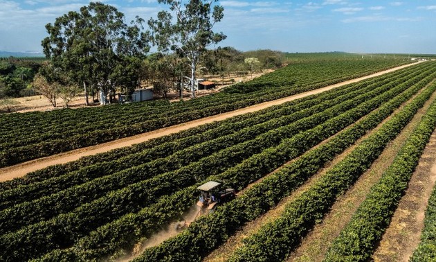 Les États-Unis suppriment une surtaxe de 40% sur plusieurs produits agricoles brésiliens