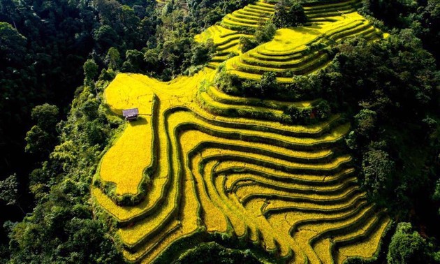 벼 익는 계절에 황쑤피 (Hoàng Su Phì)유산지의 독특한 문화 체험