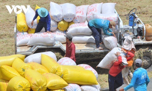 Les exportations vietnamiennes de riz attendues à plus de 7,5 millions de tonnes en 2025  