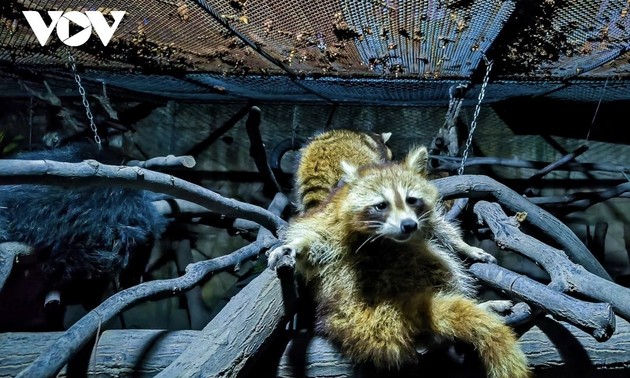 Safari nocturne: quand les prédateurs sortent de l'ombre 