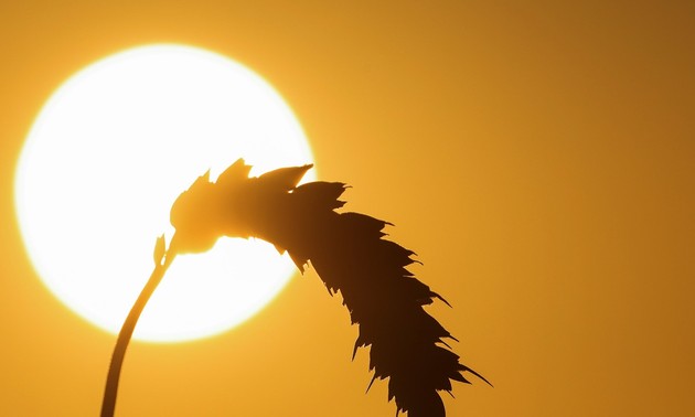 Sécheresse record en Europe et en Méditerranée: plus de la moitié du territoire affecté