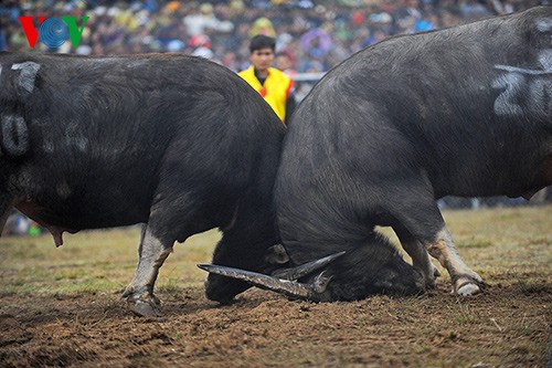 Бои буйволов в Ханое
