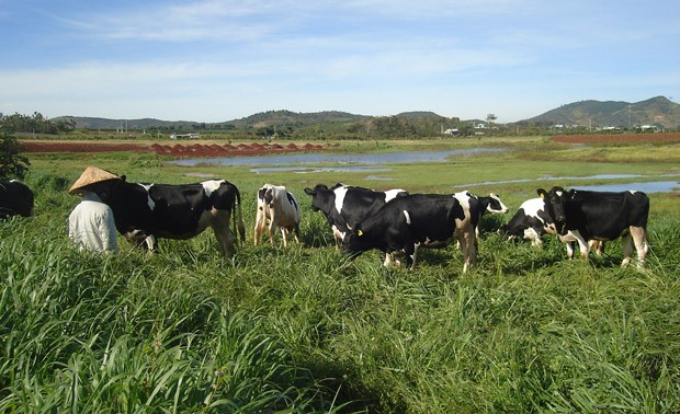 Католики в уезде Донзыонг развивают сельское хозяйство с применением высоких технологий