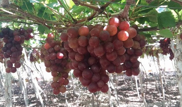 Виноградные сады в провинции Ниньтхуан