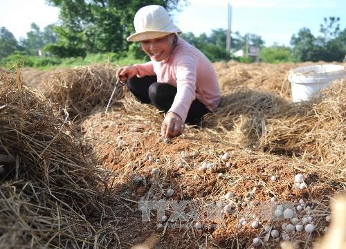 Dong Thap, où champignon rime avec million