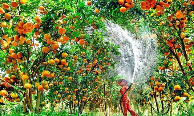 "Le royaume des mandarines roses"