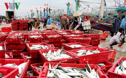 Binh Dinh : Une pêche abondante 