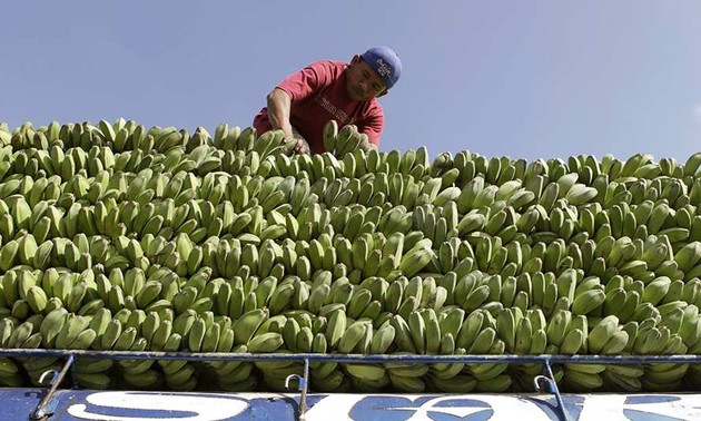 Une nouvelle voie maritime pour le transport de fruits ASEAN-Chine