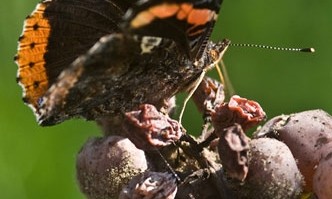 Château Guiraud : histoire de son vin liquoreux et du «Botrytis cinerea»